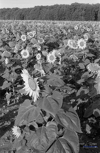 2014_10_07_vie_et_mort_d'un_tournesol, 2024-09-11_fomapan100_minolta_srt101_08_1_wordpress