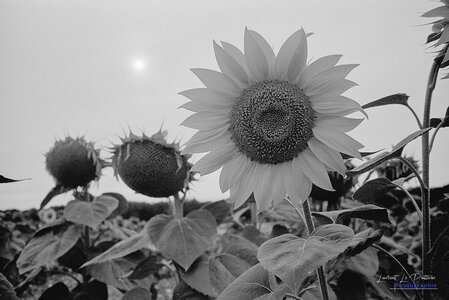 2014_10_07_vie_et_mort_d'un_tournesol, 2024-09-11_fomapan100_zeiss_icarex22_1_wordpress