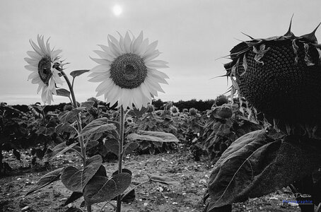 2014_10_07_vie_et_mort_d'un_tournesol, 2024-09-11_fomapan100_zeiss_icarex25_1_wordpress