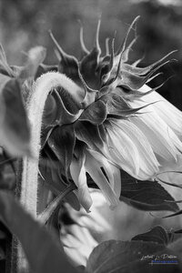 2014_10_07_vie_et_mort_d'un_tournesol, 2024-08-31_kentmere100_f601_35_1_wordpress